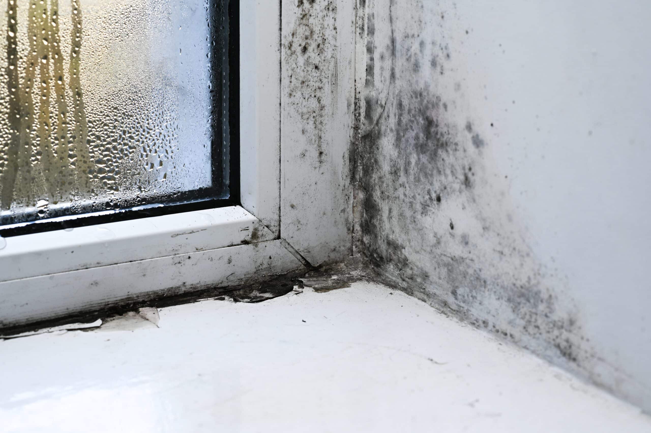Black mould spreading across a damp window frame and wall